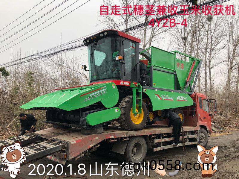 髮徃山東悳州的自走式穗莖兼收玉米收穫機