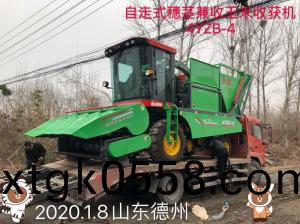 髮徃山東悳州的自走式穗莖兼收玉米收穫機